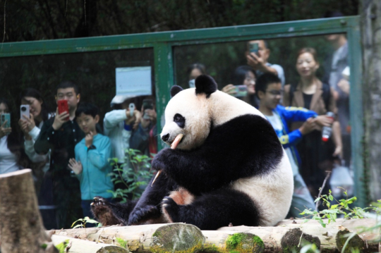 Nanjing’s Hongshan Forest Zoo reinvents itself as a model of modern zoological experience