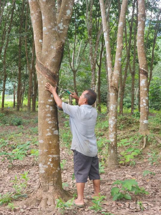 ໄດ້ຈັບເງີນ 6ຕື້ກວ່າກີບຕໍ່ປີ ຍ້ອນປູກຢາງພາລາເປັນສິນຄ້າ