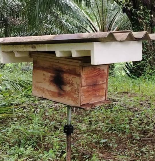 ລ້ຽງເຜິ້ງຂາຍ ສ້າງລາຍຮັບໄດ້ 200 ລ້ານກີບຕໍ່ປີ