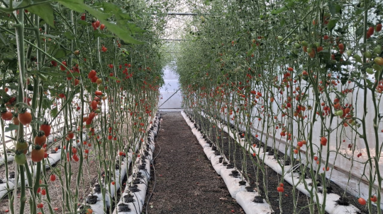 From Telecom to Tech-Farm: The Rise of the Lao Agropreneur