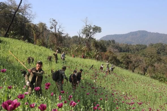 Security Forces Destroy Illegal Opium Fields in Yot Ou District, Phongsaly
