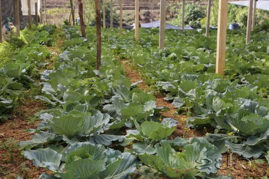 Agricultural Support Program Transforms Livelihoods in Nam Mo Village   