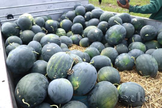 ປູກໝາກໂມຂາຍ ໄດ້ກໍາໄລຫລາຍຮ້ອຍລ້ານກີບຕໍ່ປີ 