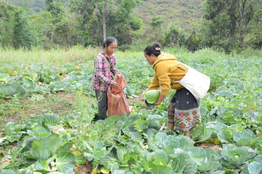 WFP Project Boosts Rural Livelihoods and School Nutrition in Oudomxay