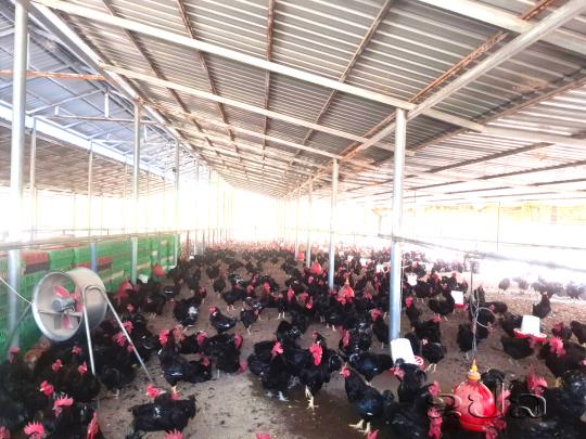 ເກດສະໜາຟາມ ຕົວແບບການຜະລິດກະສິກຳເປັນສິນຄ້າ ທີ່ຕິດພັນກັບການສົ່ງອອກຕ່າງປະເທດ