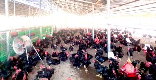  ຟາມລ້ຽງສັດ ເກດສະໜາຟາມ ສົ່ງອອກໄກ່ໄປຫວຽດນາມ 4 ແສນໂຕຕໍ່ປີ