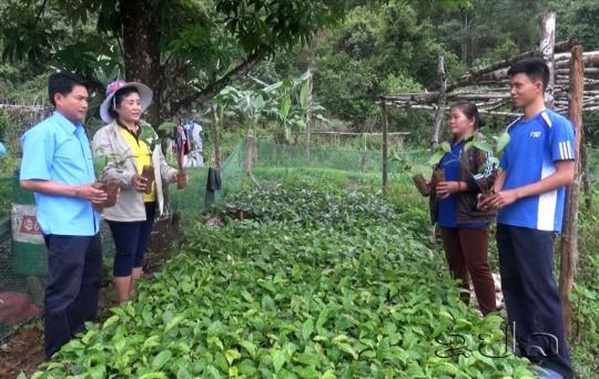 ອັດຕະປື ມີແຜນຈະປູກເບ້ຍໄມ້ ແລະ ຟື້ນຟູປ່າ ໃຫ້ໄດ້ 8.800 ກວ່າເຮັກຕາ