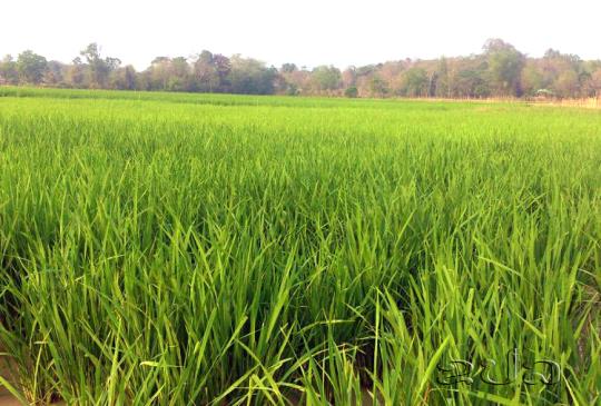 ເປົ້າໝາຍການສ້າງເສດຖະກິດ ເອກະລາດ ເປັນເຈົ້າຕົນເອງ ຂອງພັກ 