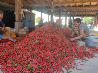 Promoting natural alternatives to replace chemical pesticides in Laos