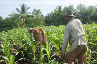  Cuban agriculture might increase support for tourism