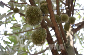  Indonesia targets 8 billion USD in durian exports to China