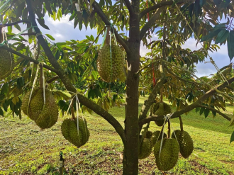 Lao Durian Producers Explore Chinese Market Opportunities