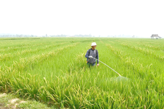 ພາຍຸຢາກິບໍ່ໄດ້ສົ່ງຜົນກະທົບຕໍ່ຜູ້ຜະລິດເຂົ້າກິນໃນລາວ