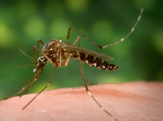  Laos Reports 16,458 Dengue Fever Cases Amid Global Surge in 2024