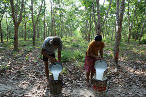 ກຳປູເຈຍ ສົ່ງອອກຢາງພາລາສ້າງລາຍໄດ້ ເກືອບ 400 ລ້ານໂດລາສະຫະລັດ