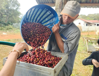  Growing Coffee as a Commodity Transforms Lives