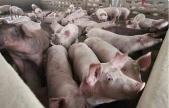 Authorities Issue Warning Amid African Swine Fever Outbreak