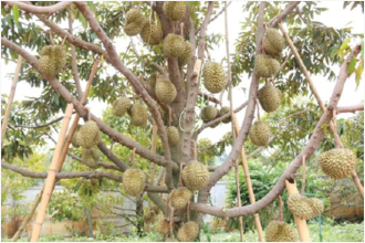 Durian Cultivation: A Lucrative Commercial Crop