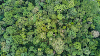 Nature’s groceries and safety net: how forests help feed the world better