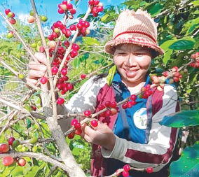 ປູກກາເຟ ເຮັດໃຫ້ຄອບຄົວມີລາຍລຮັບແບບຍືນຍົງ