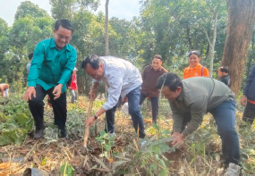 ການນຳແຂວງຫວງພະບາງ ລົງຊຸກຍູ້ການປູກກາເຟໃຕ້ຮົ່ມໄມ້