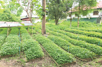 ຫລາຍແຂວງກະກຽມຄວາມພ້ອມຫລາຍດ້ານໃນການປູກຕົ້ນໄມ້ແຫ່ງຊາດ