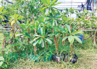 ປີນີ້ເມືອງລະຄອນເພັງ ມີແຜນປູກໄມ້ໃຫ້ໄດ້ 100 ເຮັກຕາ
