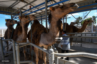 In Tunisia’s arid south, camel milk offers hope for economic gain