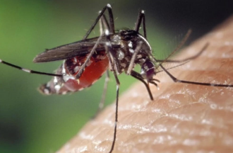 Laos records more than 1,400 dengue fever cases 