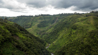 US$42 million programme launched for primary forests in S.E. Asia, the Pacific