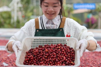 Yunnan coffee adds new note to global coffee map