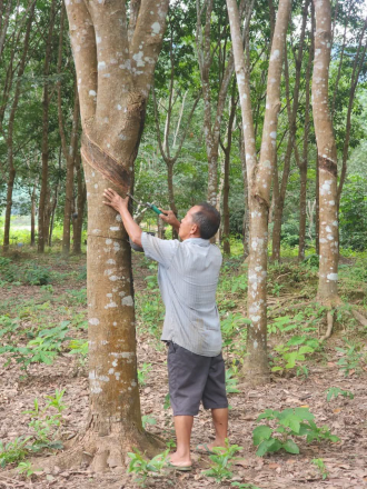 ໄດ້ຈັບເງີນ 6ຕື້ກວ່າກີບຕໍ່ປີ ຍ້ອນປູກຢາງພາລາເປັນສິນຄ້າ