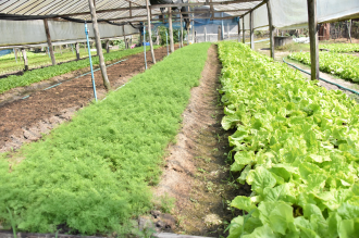 ນວ ສຸມໃສ່ຂະຫຍາຍການຜະລິດກະສິກຳສະອາດແບບປະສົມປະສານໄດ້ 127 ກຸ່ມ
