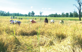 ຄຳມ່ວນເກັັບກ່ຽວເຂົ້ານາປີ ສຳເລັດ 39,300 ກວ່າເຮັກຕາ