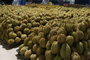 ຫວຽດນາມ ສົ່ງອອກຖົ່ວລຽນມູນຄ່າສູງເຖິງ 3.696 ໂດລາສະຫະລັດຕໍ່ໂຕນ