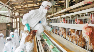 ຍີ່ປຸ່ນ ກວດພົບພະຍາດໄຂ້ຫວັດສັດປີກ ຊະນິດຮຸນແຮງ ພາຍໃນປະເທດ