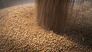 ຈີນ ສັ່ງຊື້ຖົ່ວເຫລືອ ຈາກ ສ.ອາເມລິກາ ລະດັບ 12 ລ້ານໂຕນ