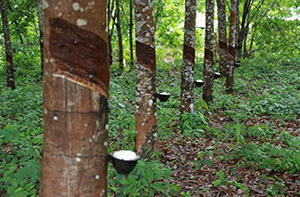  ມຽນມາ ສົ່ງອອກ ຢາງພາລາ ບັນລຸ 200.000ໂຕນ