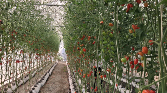 From Telecom to Tech-Farm: The Rise of the Lao Agropreneur