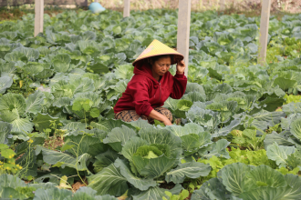 Agricultural Support Program Transforms Livelihoods in Nam Mo Village   
