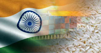 ອິນເດຍ ໄດ້ຮັບຜົນກະທົບໃນການສົ່ງອອກເຂົ້າ