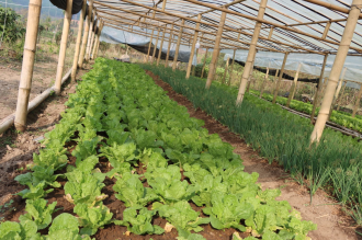 WFP Project Boosts Rural Livelihoods and School Nutrition in Oudomxay