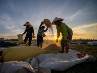 ຫວຽດນາມ ສົ່ງອອກເຂົ້າເພີ່ມຂຶ້ນ 5% ໄປສູ່ລະດັບ 1,3 ລ້ານໂຕນ