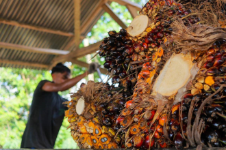 ອິນໂດເນເຊຍ ຈະຢຸດຕິການນໍາເຂົ້ານໍ້າມັນກະຊວນ