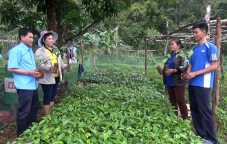 ອັດຕະປື ມີແຜນຈະປູກເບ້ຍໄມ້ ແລະ ຟື້ນຟູປ່າ ໃຫ້ໄດ້ 8.800 ກວ່າເຮັກຕາ