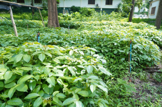 Luang Prabang Plans to Plant 1 Million Trees for Forest Restoration