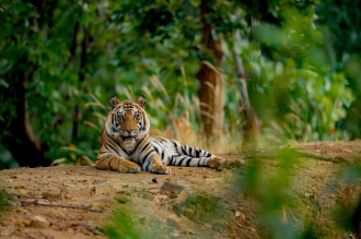 Lao PDR Approves National Tiger Recovery Action Plan