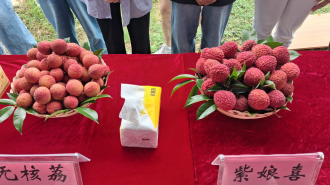 ກະສິກຳອັດສາລິຍະ-ເສັ້ນທາງການຄ້າໃໝ່ຈີນ ຊ່ວຍຊຸກຍູ້ອຸດສາຫະກຳໝາກລິນຈີ່