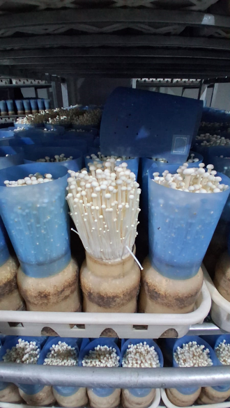  Guangxi Mushroom Giant Combines Smart Farming and Exports to Boost Regional Growth