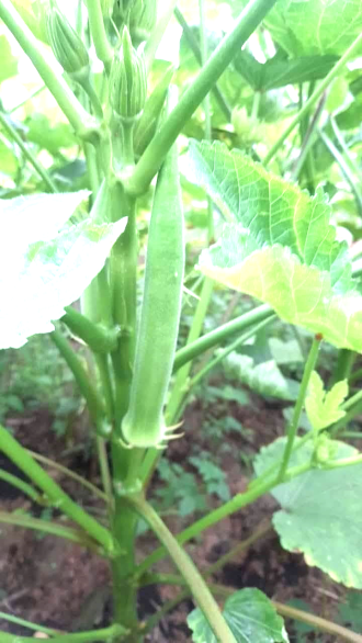 ກະຈຽບຂຽວ ຜັກພື້ນບ້ານຄຸນຄ່າສູງ ອຸດົມດ້ວຍສານອາຫານດີຕໍ່ສຸຂະພາບ